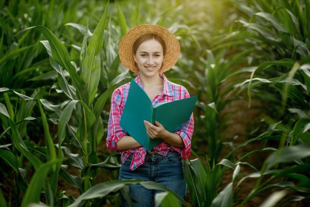 istock Caucasian farmer walking in corn field and examining crop before harvesting at sunset. Agriculture - food production, harvest concept 1333263086