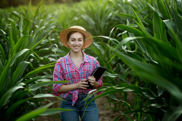 istock Caucasian farmer walking in corn field and examining crop before harvesting at sunset. Agriculture - food production, harvest concept 1333263089