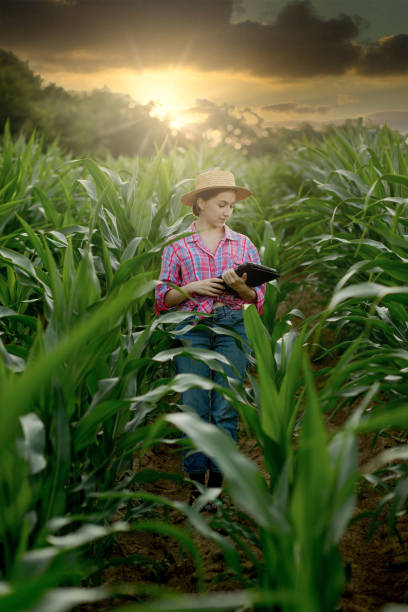 istock Caucasian farmer walking in corn field and examining crop before harvesting at sunset. Agriculture - food production, harvest concept 1333263092
