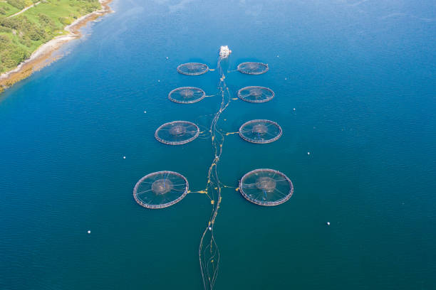 istock Salmon trout fish farm. Highlands, Scotland. 1333263172