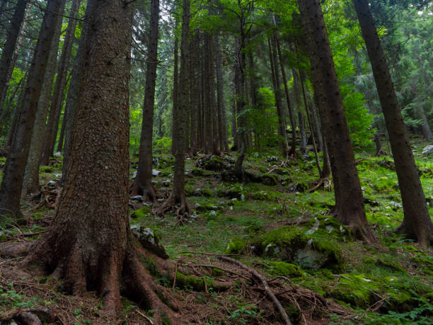 istock Forest background. Environmental conservation of woods. Alpine forest in summer. 1333263185