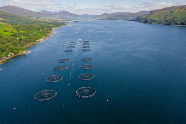 istock Salmon trout fish farm. Highlands, Scotland. 1333263402