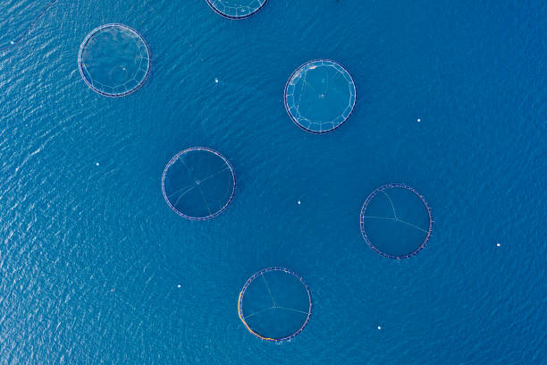 istock Salmon trout fish farm. Highlands, Scotland. 1333263967