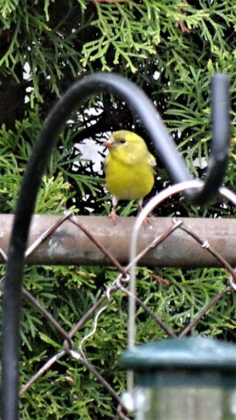 istock Northern Illinois goldfinches at the backyard feeder. 1333264213