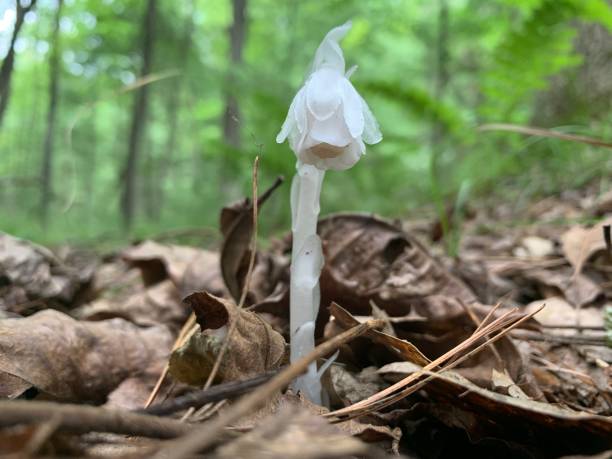 geisterpfeife im wald - indian pipe stock-fotos und bilder