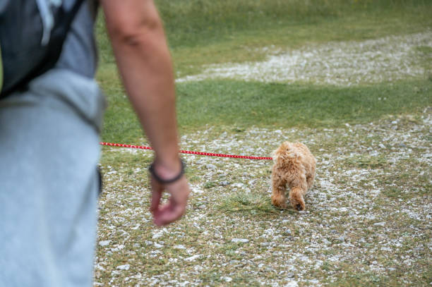 istock Little puppy on a pet leash outdoors 1333264656