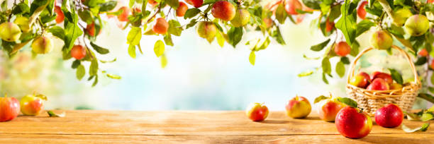 istock Fresh Red and green Apples on wooden table and on tree branches. 1333265249