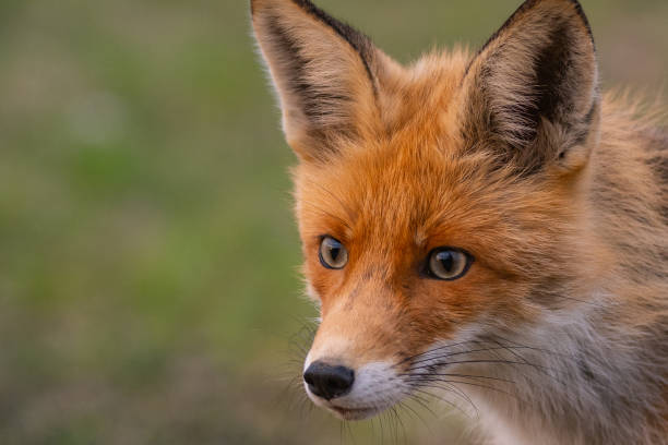 istock Head red fox Vulpes vulpes on a green background 1333265659