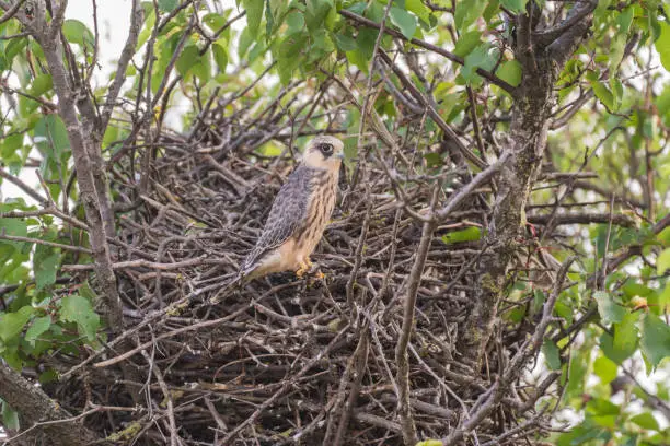 Photo of Young red-legged hawk Falco vespertinus in its natural habitat. Sitting on the nest