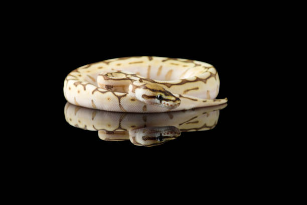 kolorowa piłka royal python izolowane na czarnym tle - snake animal young animal crawling zdjęcia i obrazy z banku zdjęć
