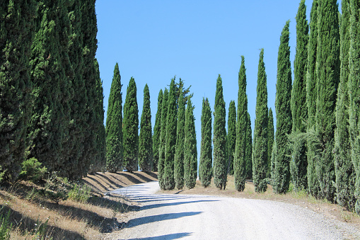 A typical Tuscan view on the cypresses and unpaved gravel roads. This picture is taken near Montalcino at the Localita Caparzo vineyards.