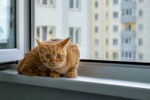 Close-up of a frightened cute ginger tabby kitten sitting on a windowsill with a mosquito net and looking at the camera. Home pet. Selective focus.