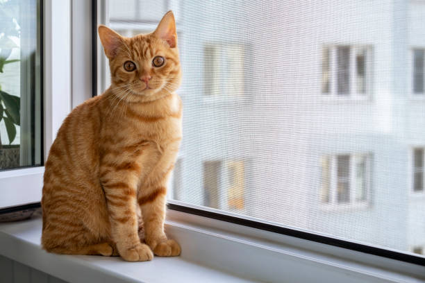 ingwer tabby kätzchen sitzt auf einer fensterbank mit einem moskitonetz - netting stock-fotos und bilder