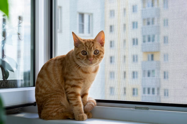 istock Ginger tabby kitten sitting on a windowsill with a mosquito net 1333266931