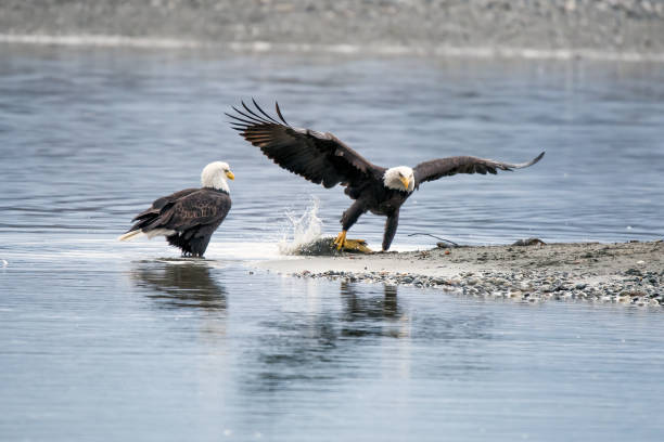 two alaska bald eagles but only one has fish at chilkat river - haines imagens e fotografias de stock