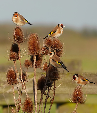 Four goldfinches perching on a teasel plant in the autumn sunlight.