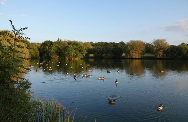 A flock of geese swimming in a beautiful lake in Billericay, Essex. A flock of geese on a lake in Billericay, Essex. nigel pack stock pictures, royalty-free photos & images