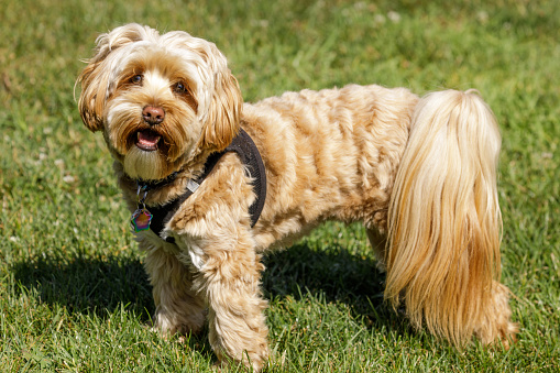 There are three dog breeds that make up the Daisy Dog – the Bichon Frise, Poodle, and the Shih-tzu.