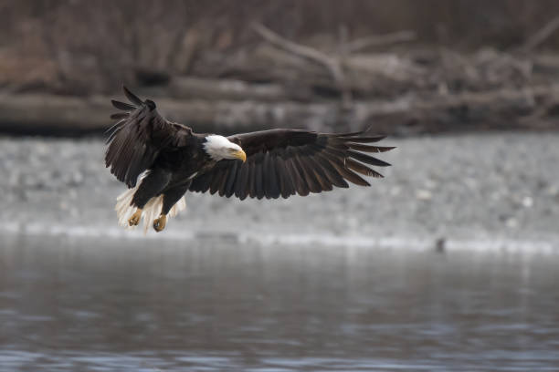 istock Alaska Bald Eagle in flight, landing at Chilkat River 1333269910