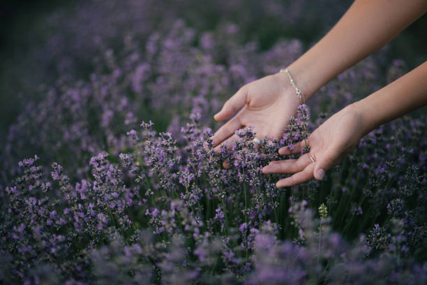 istock Female hands touching lavender flowers blooming in a field. 1333271450