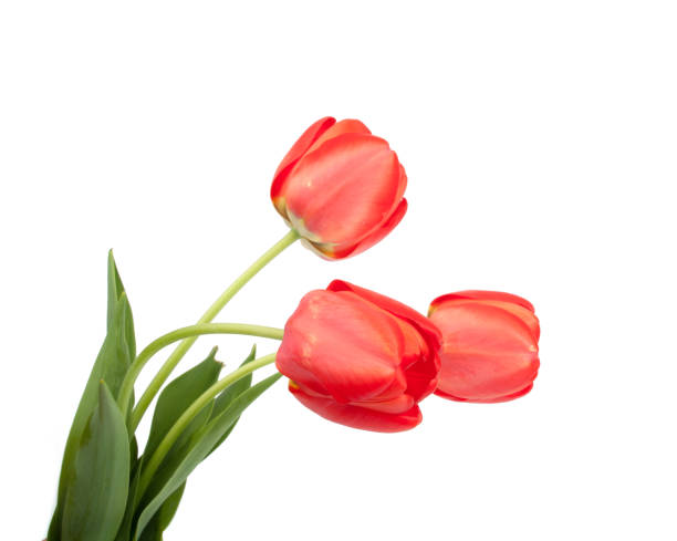 istock Red tulip beauty flower on the white 1333273152