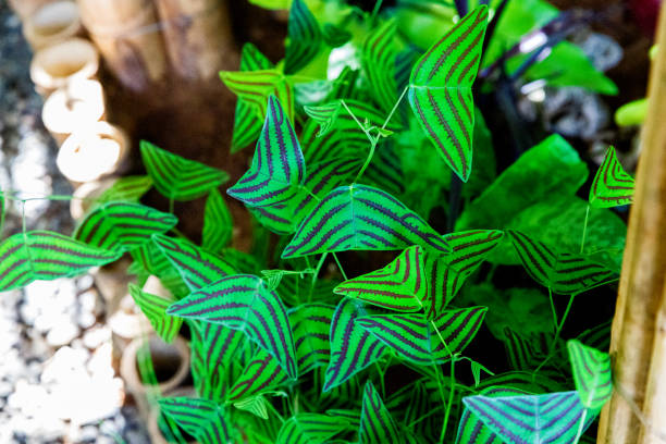 Butterfly tree, Butterfly leaves, Christia obcordata. The Butterfly Hill. Leaves shape butterfly Butterfly tree, Butterfly leaves, Christia obcordata. The Butterfly Hill. Leaves shape butterfly. oxalis acetosella flowers stock pictures, royalty-free photos & images