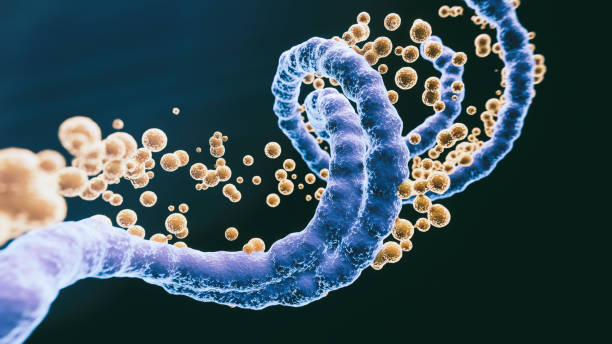 腹筋ウイルス - human rna ストックフォトと画像