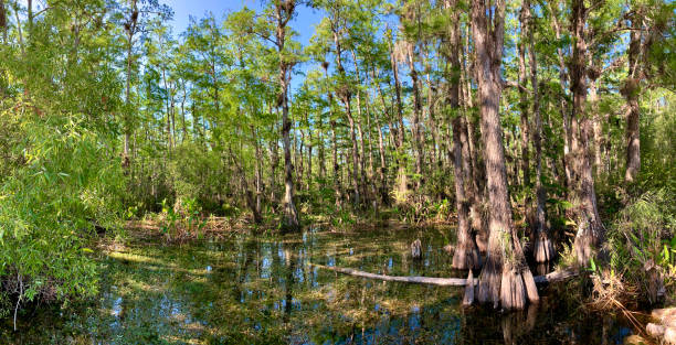 サイプレス沼のパノラマビュー - big cypress swamp ストックフォトと画像