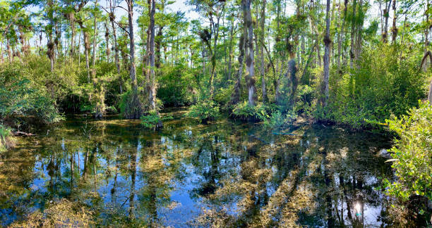 istock Panoramic View of Cypress Swamp 1333277434