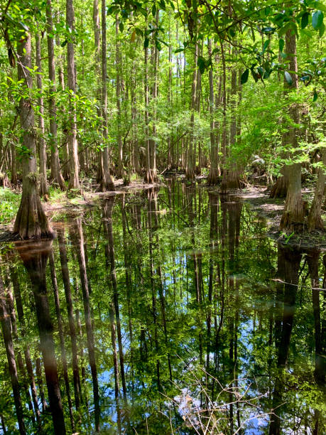 サイプレス沼のパノラマビュー - big cypress swamp ストックフォトと画像