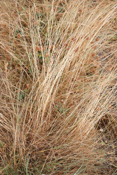 istock Canadian Green Belt with Parched Grass in a Heat Wave. 1333277480