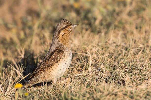 istock Eurasian Torcecuello 1333277600