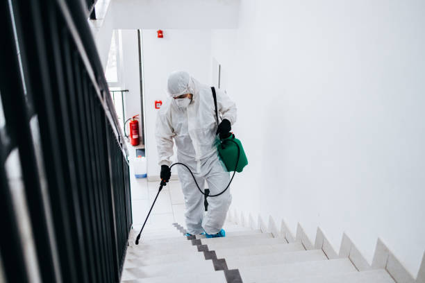 istock Spraying, disinfection and decontamination 1333278221