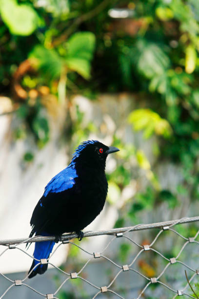 Asian fairy bluebird (Irena puella) sitting in close up