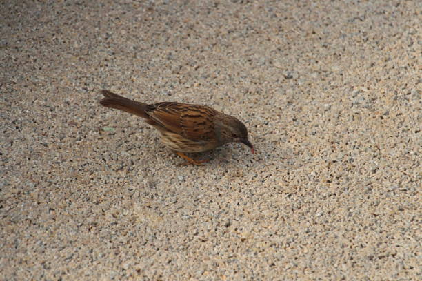 View from above of a dunnock bird, or hedge sparrow, Prunella modularis, on the ground foraging for food in England
