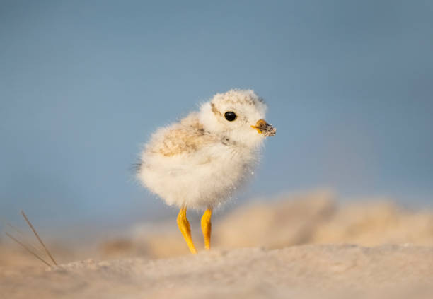 juveniler rohrregenpfeifer an einem sandstrand - charadrius stock-fotos und bilder