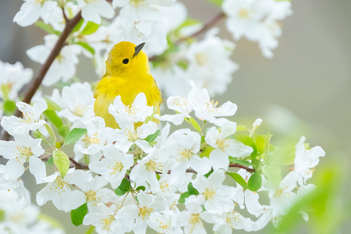 Yellow warbler (Setophaga petechia) and apple blossoms. Great Meadows National Wildlife Refuge, Massachusetts