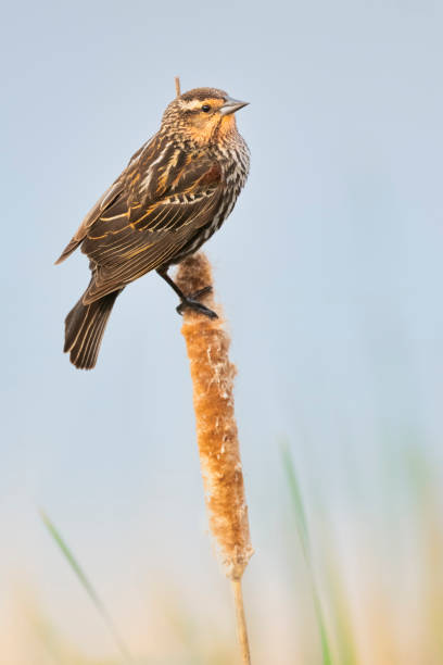 istock Female Red-Winged Blackbird Perched on a Cattail Reed in a Wetland Marsh 1333282042