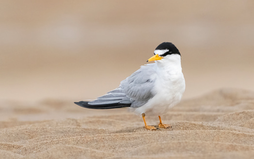 Least Tern (Sternula antillarum). Parker River National Wildlife Refuge, Massachusetts