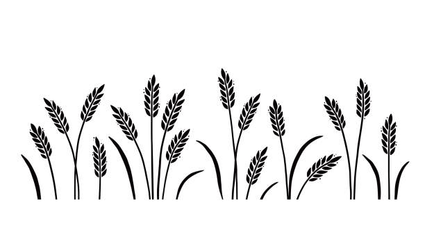 Wheat, barley, field background for oat, Wheat, barley, field background for oat, cereal. Hand drawn sketch style oat with grain. Wheat vector illustration background. Black color barley. frame outline silhouette stock illustrations