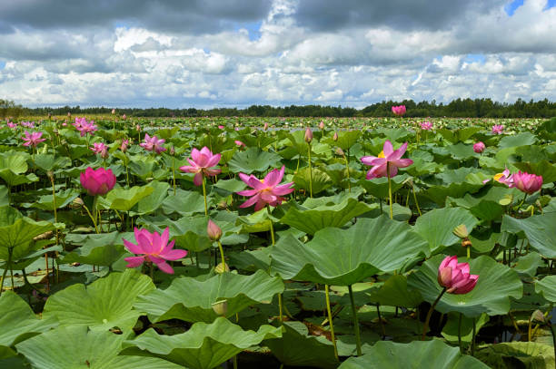 piccolo angolo di paradiso a terra. tranquillità sul lago di loto. nelumbo komarovii fiorisce. - water lily lotus flower water foto e immagini stock