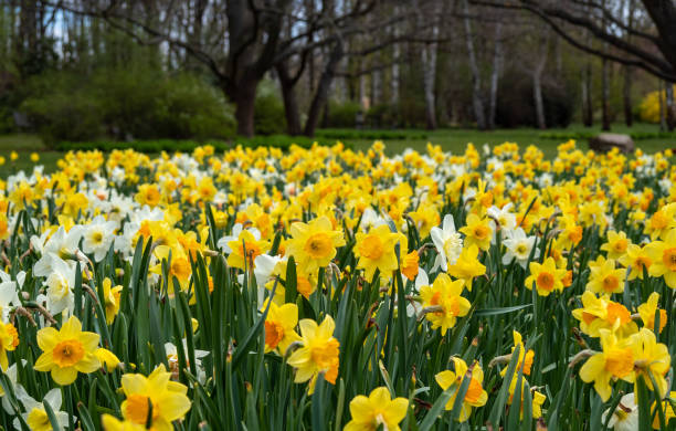 istock spring flower yellow tulip close up 1333285062