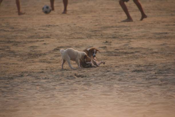 cachorrinhos marrons brincando na praia de areia em goa, índia. - sandy brown bay beach sand - fotografias e filmes do acervo