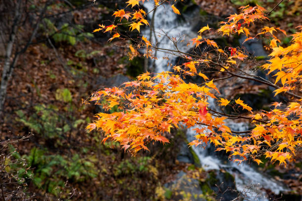 istock Colorful maple leaves and waterfall in autumn 1333285790