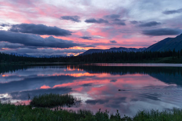 Sunset Sky at 3am in Alaska Denali Highway is a lightly traveled, mostly gravel highway in the U.S. state of Alaska. It leads from Paxson on the Richardson Highway to Cantwell on the Parks Highway. Opened in 1957, it was the first road access to Denali National Park. midnight sun alaska stock pictures, royalty-free photos & images