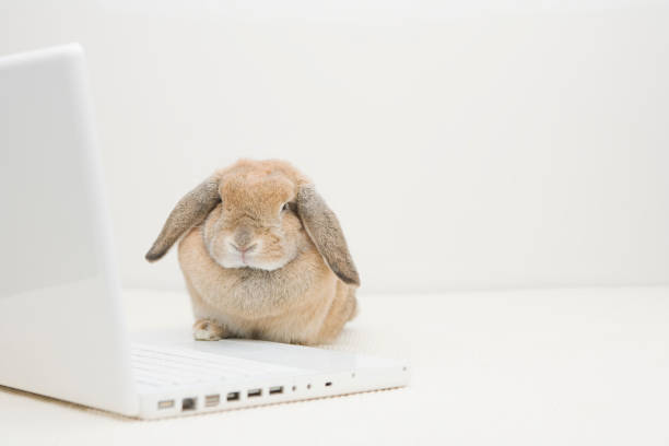 istock A cute brown rabbit working hard with a laptop 1333294134