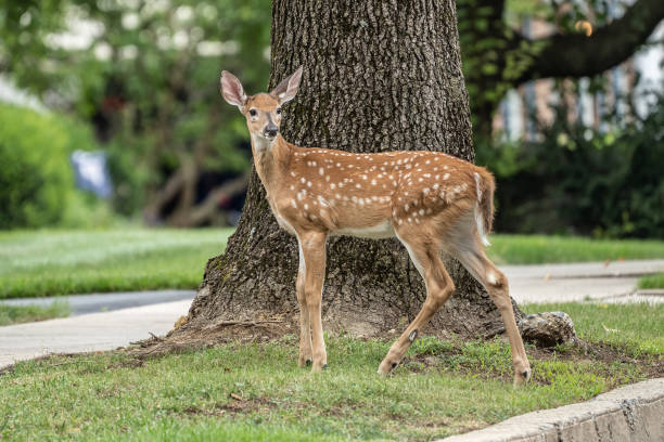 White-tailed Deer Fawn on Front Lawn Adorable white-tailed deer fawn on neighborhood front lawn. white tailed stock pictures, royalty-free photos & images