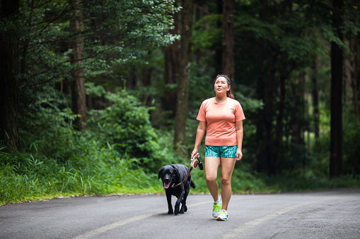 Mid age Japanese woman enjoying a forest road walk with her Black Labrador dog.