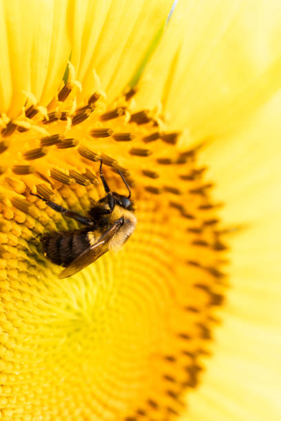 istock Macro image of a bee delicately pollinating a bright yellow sunflower; vertical 1333295261