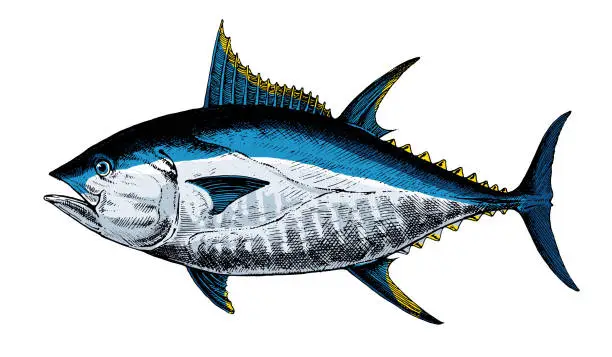 Vector illustration of Tuna bluefin, fish collection. Hand-drawn images.